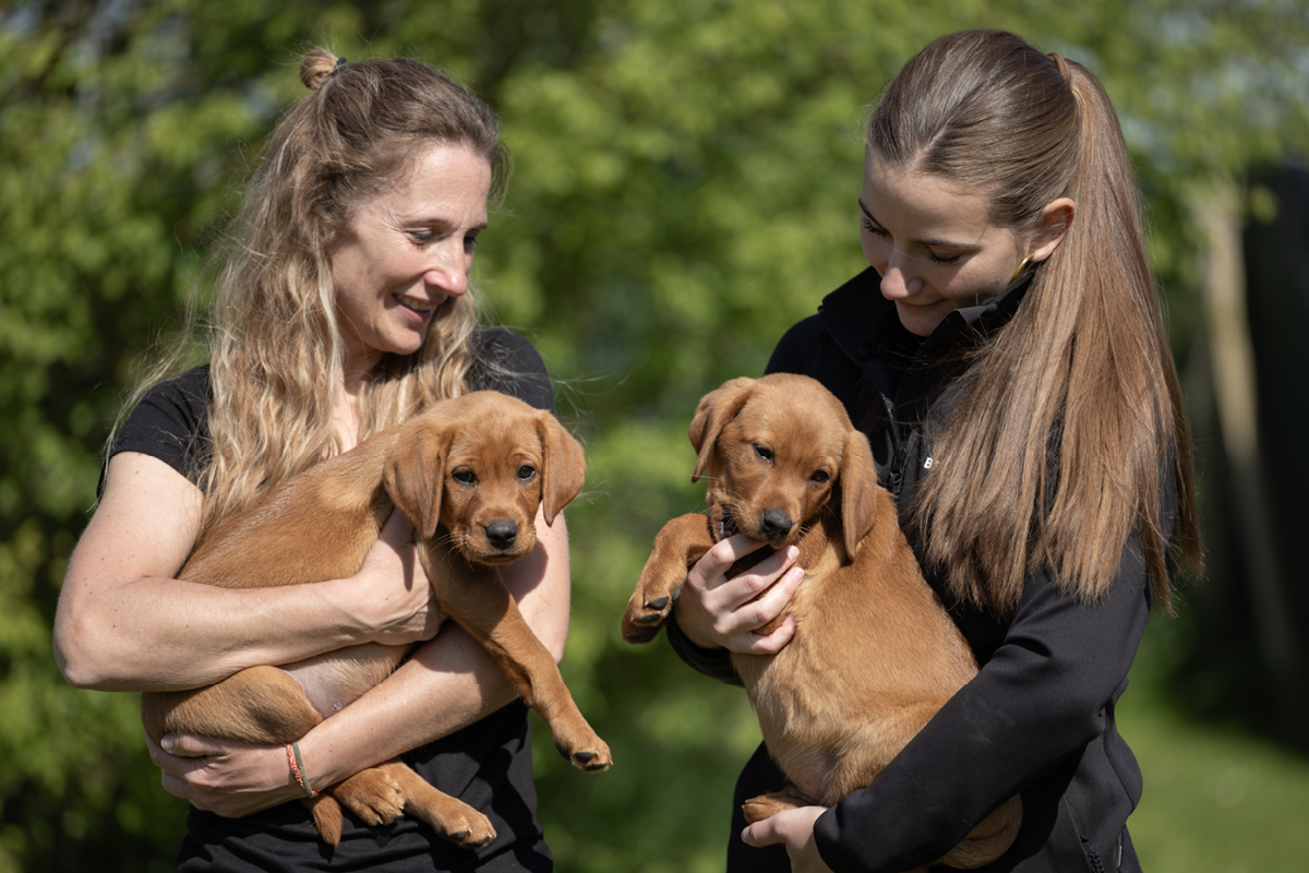 Internatsmedarbejder holder hundehvalpe