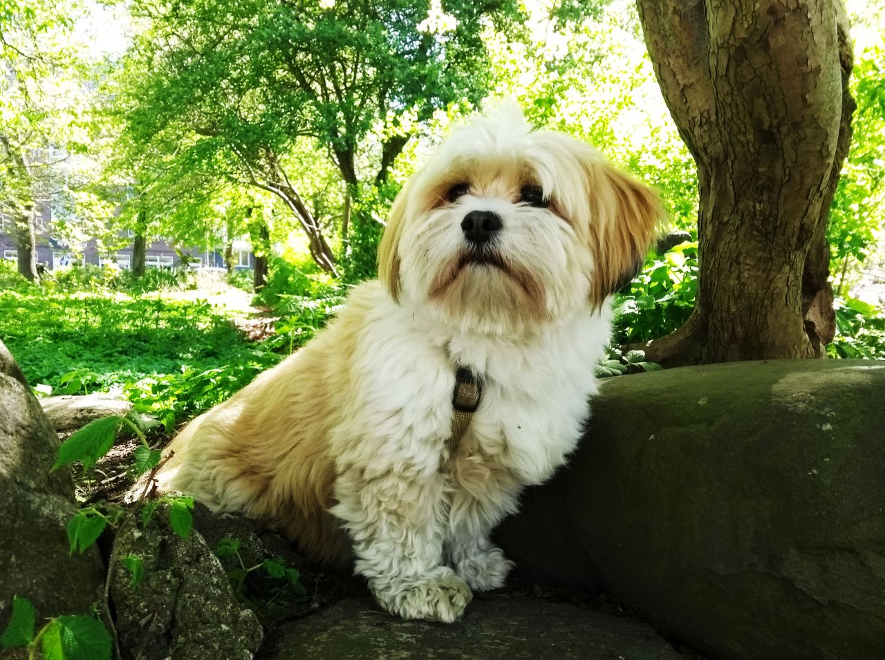 Hunden Messi i Parken