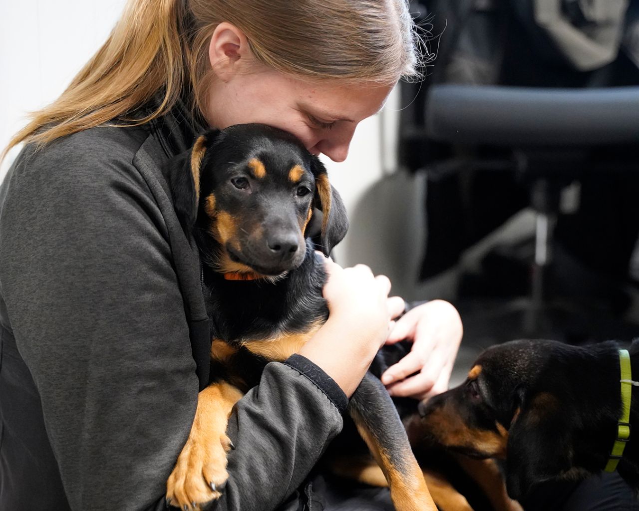 En af de 15 hunde får omsorg dyreinternatet