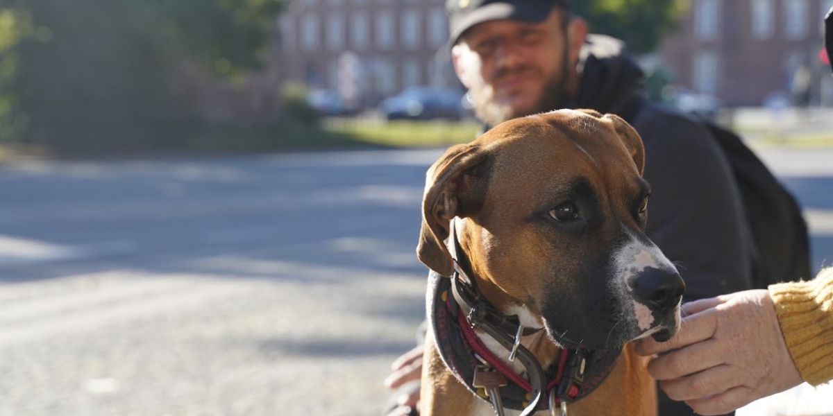 Hjemløs mand sidder på gaden med sin hund