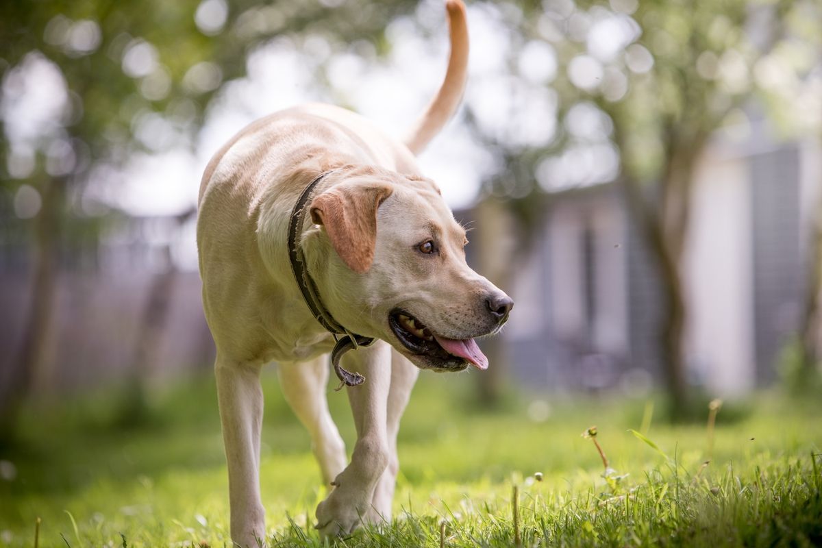 Hund går på græs