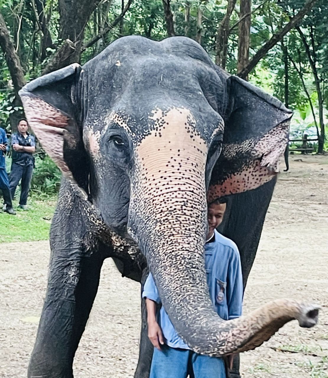 Elefanttræning Thailand