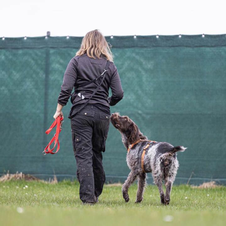 Dyrepasser på dyreinternat lufter og træner hund på græsplæne