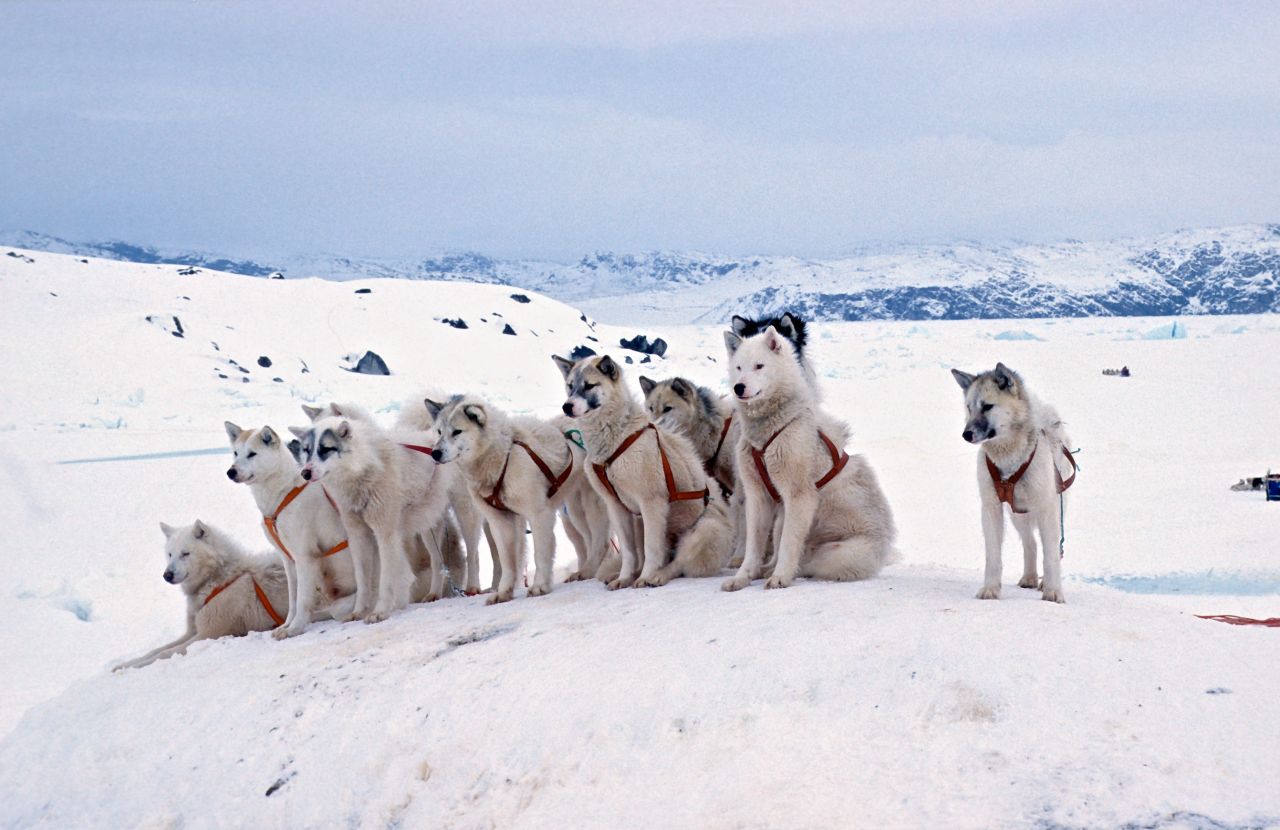 Slædehunde Grønland