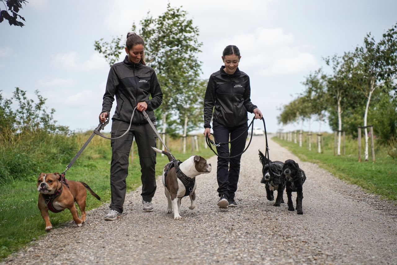 Frivillige går tur med hunde i nærheden af Roskilde Dyreinternat