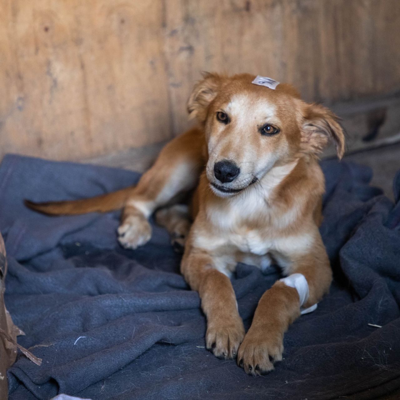 Masaihund Kenya