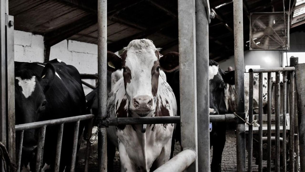 Køer står bag tremmer i det industrielle landbrug