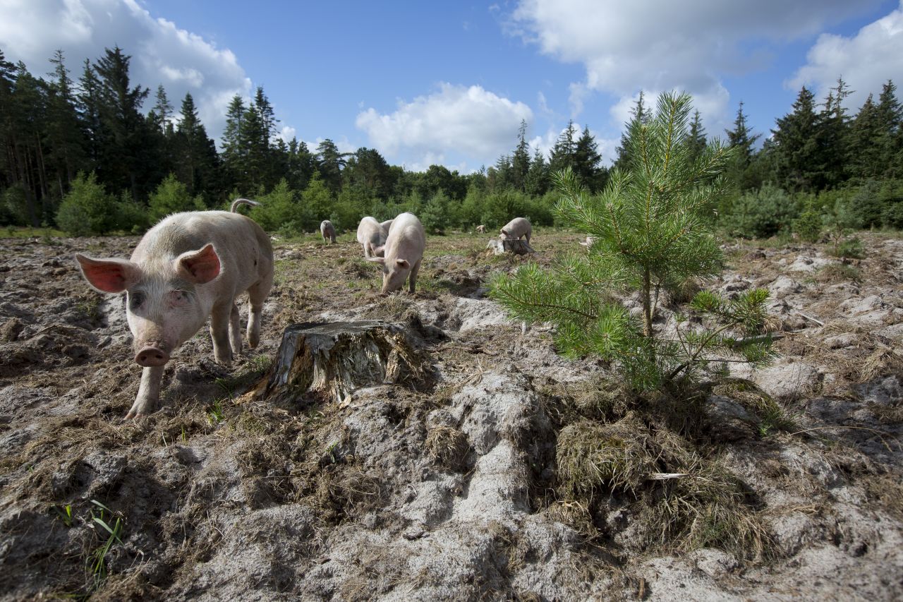 Grise i det fri med trynen i mudder