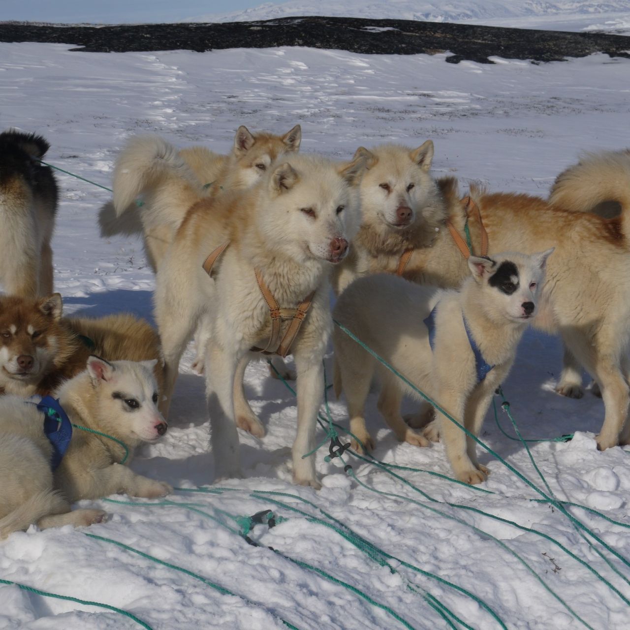 slædehunde