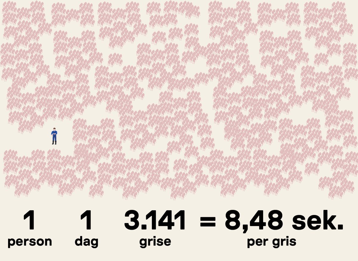 Grafik illustrerer, hvor mange grise hver staldmedarbejder skal passe om dagen