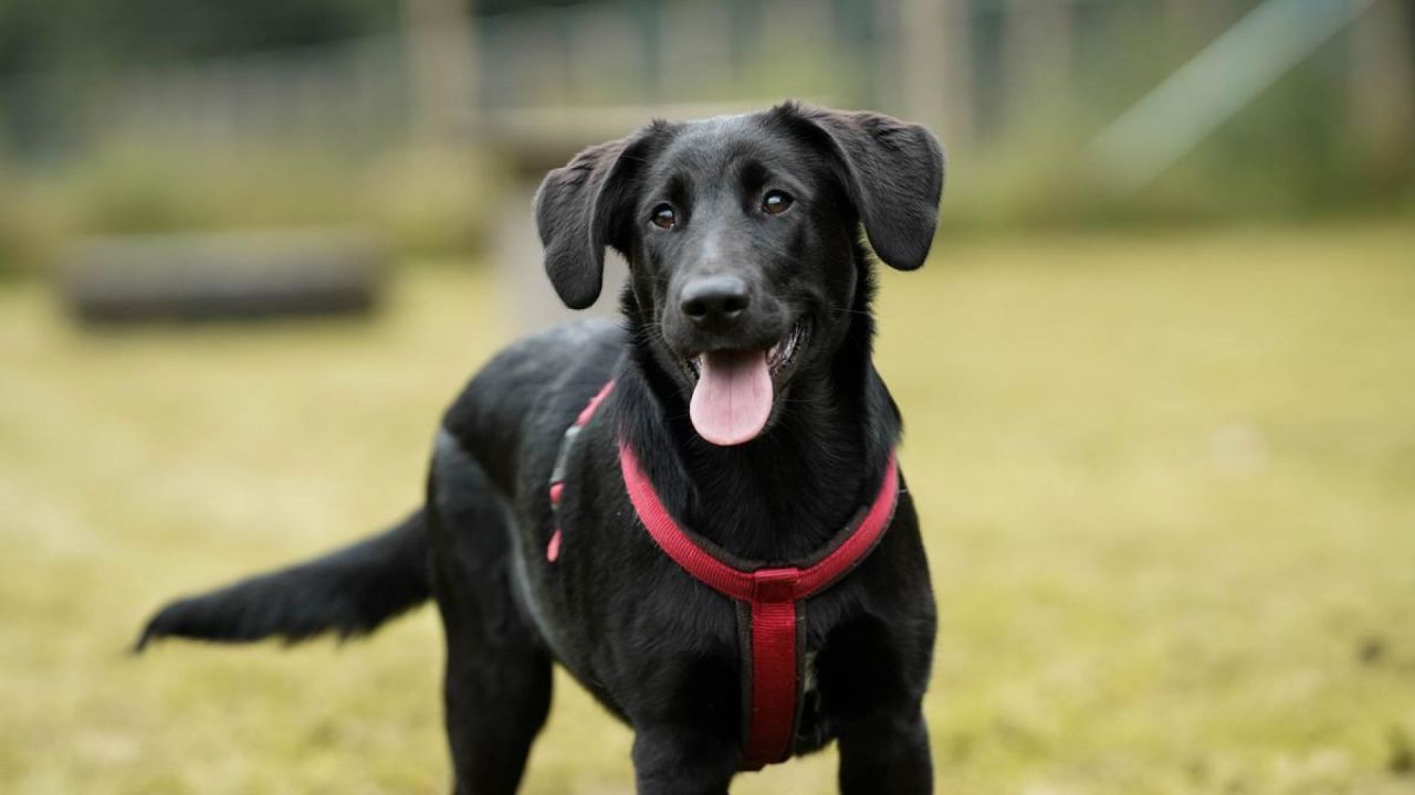 Sort hund med rødt halsbånd står på græsplæne