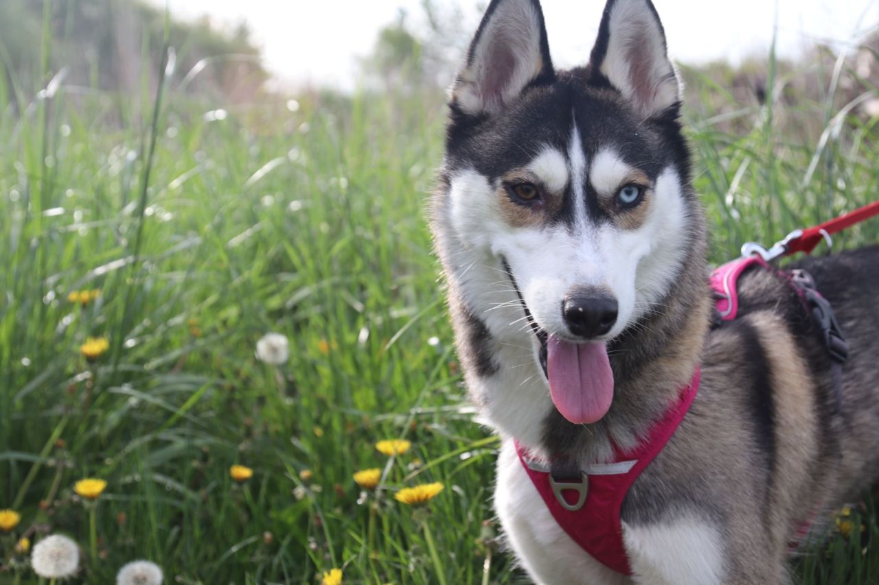 hund på eng kigger mod kameraet