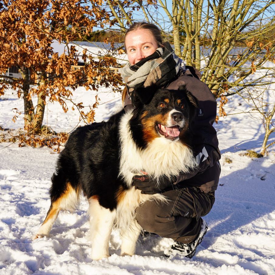 hund i snelandskab kigger nysgerrigt