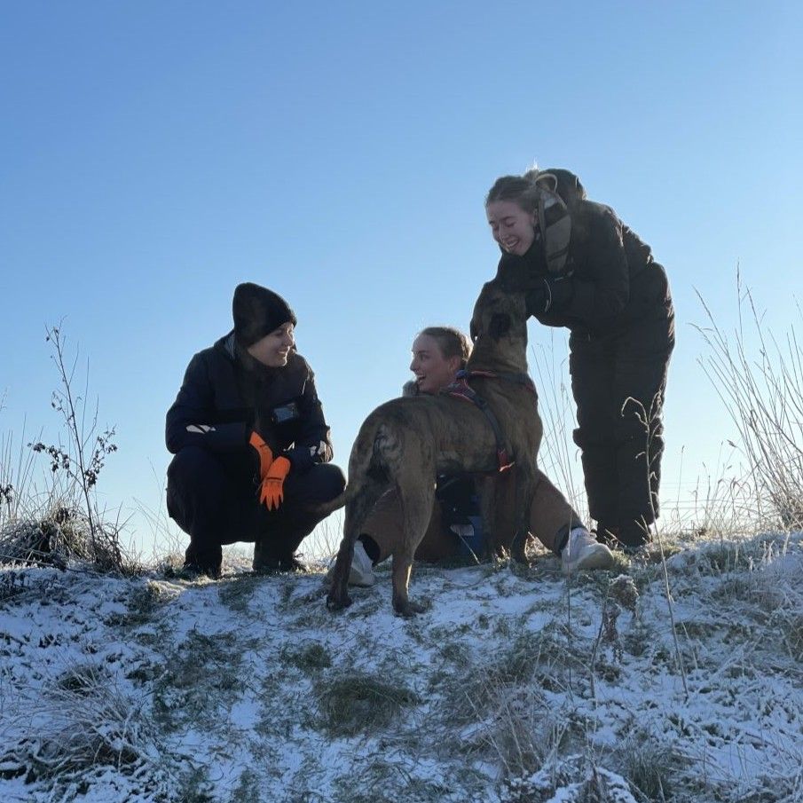 hundepension dyrenes beskyttelse århus