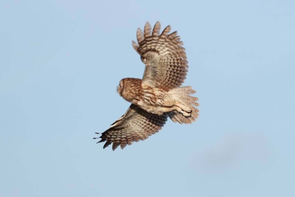 Natugle svæver med vingerne ude på en blå himmel