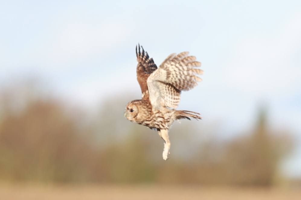 Natuglen flakser med vingerne, da den letter og flyver udover markerne